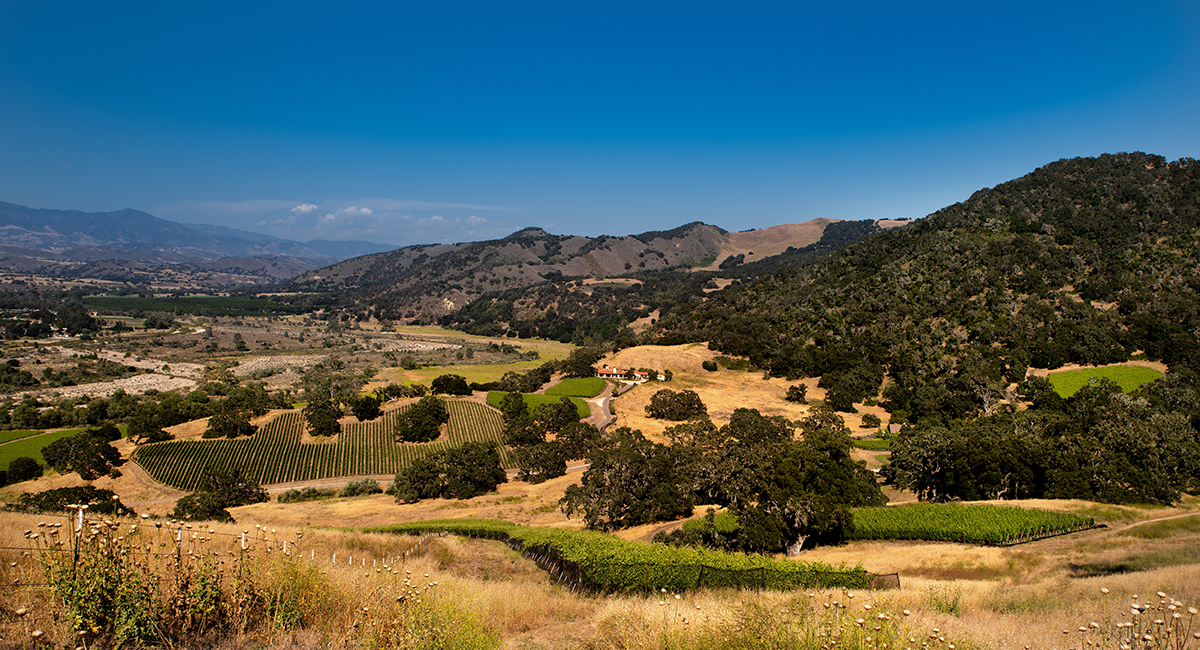 Refugio Ranch Santa Ynez Vineyard Panorama